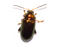 Crepidodera plutus